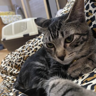 超甘えん坊3兄弟