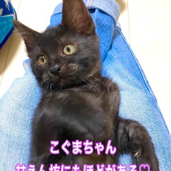 保護猫の譲渡会atアネラ