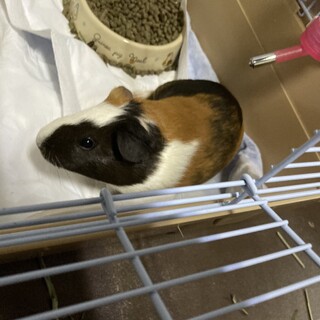 モルモット♀生後4ヶ月里親募集中