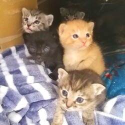 続・子猫ラッシュ!! in瀬戸☆保護猫の譲渡会2022年5月28日（土）～ ちーむ にゃいんず