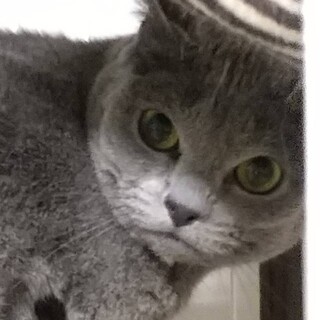 成猫のロシアンブルーの里親募集します。
