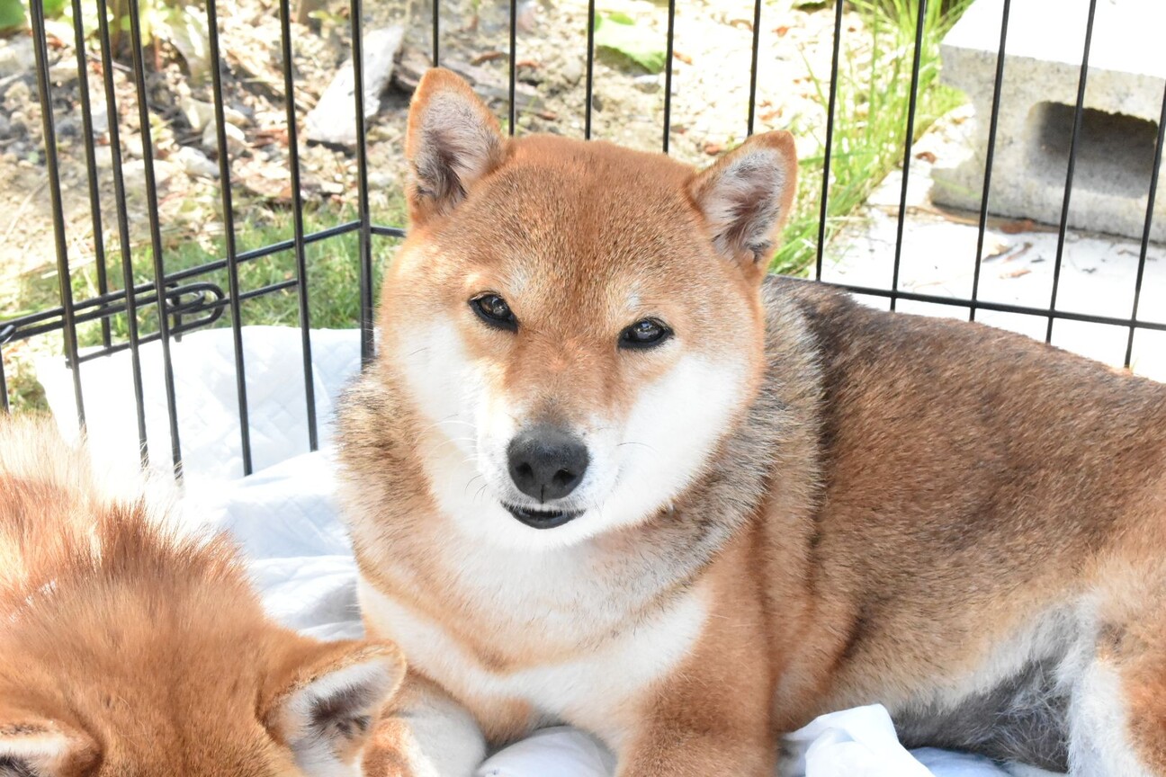 よもぎちゃん 三重県 犬の里親募集 ペットのおうち 月間利用者150万人