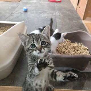 アメショー柄の子猫とママを一緒に募集！