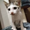 膝乗りふわふわこねこ♂ サムネイル2