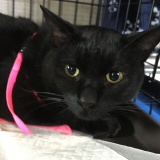 里親決定。夜空くん3歳去勢済