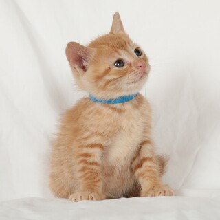 １か月の男の子