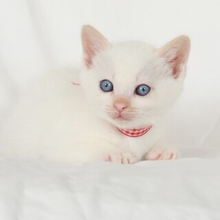 １か月の女の子