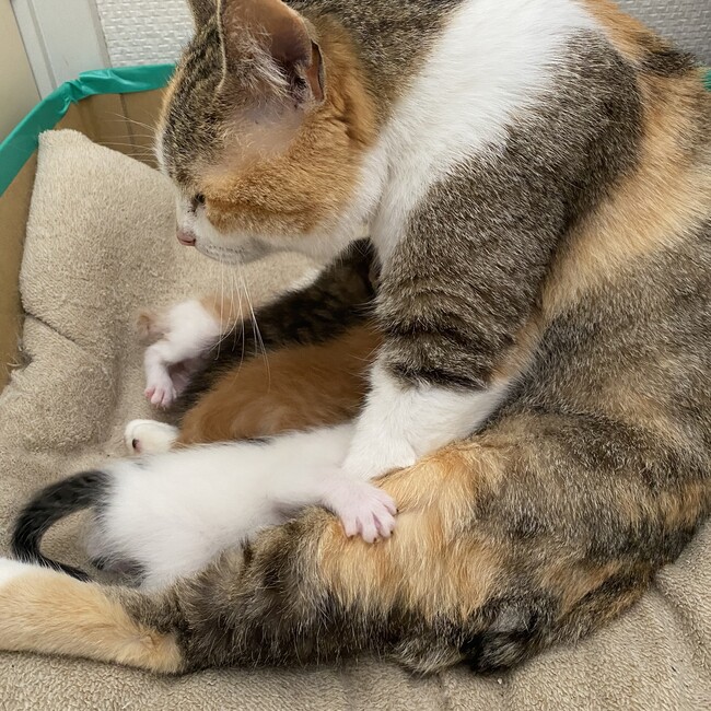 Nekoかわいいのカバー写真
