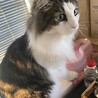Nekoかわいい