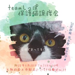 teamしっぽ譲渡会