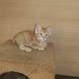 里親を探しています 茶トラの仔猫