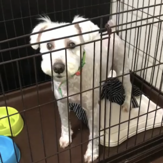 ホワイトシュナウザー