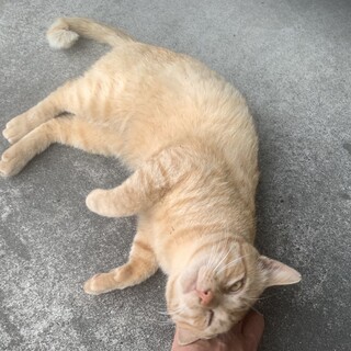 とても良く懐く茶トラ3歳です