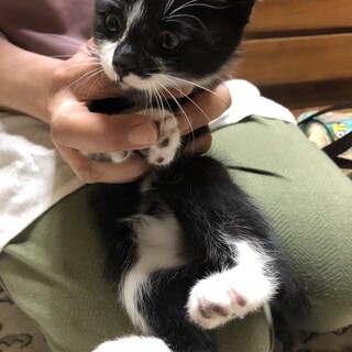 可愛い白黒女子オレオちゃん