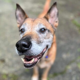 一頭飼いしてくれる里親様募集中です！