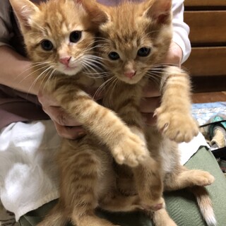 やんちゃ茶トラ兄弟