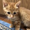 やんちゃ茶トラ兄弟 サムネイル2