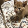 やんちゃ茶トラ兄弟 サムネイル3