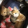 やんちゃ茶トラ兄弟 サムネイル4