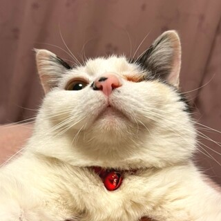 甘えん坊のマチコさん(片目)(白黒ハチワレ)