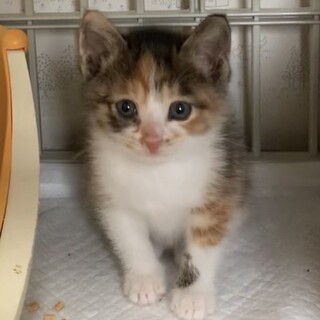 トライアル決定！三毛猫のアウラちゃん♡