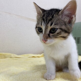 甘えん坊です♡３ヶ月　ココちゃん