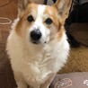 最愛の家族のlux君です