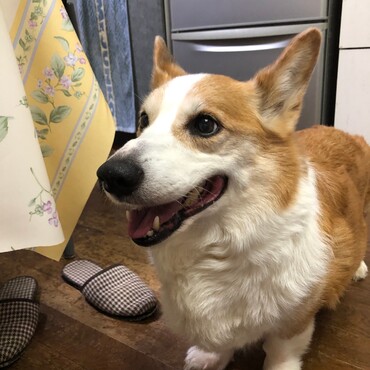 僕のごはんまだ？