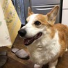 僕のごはんまだ？