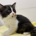 抱っこ大好き♡３ヶ月　リンちゃん　