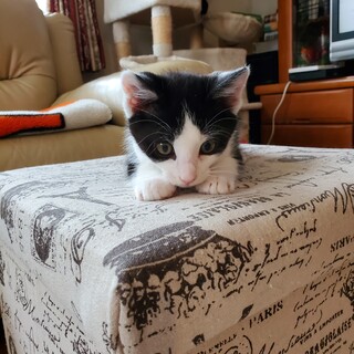 里親様が決まりました。ありがとうございました。