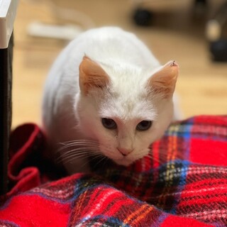 【5/29月島】高齢者歓迎★穏やかな白猫の琴音