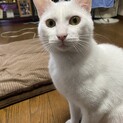 約1歳の元野良猫 ケガ完治で募集！甘えん坊♂