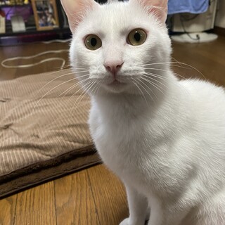 約1歳の元野良猫 ケガ完治で募集！甘えん坊♂