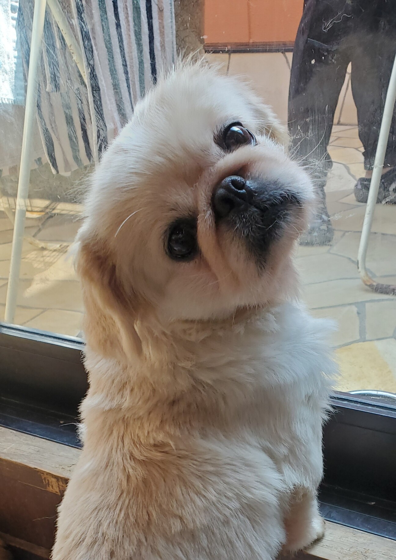 超かわいい 癒されますペ 兵庫県 犬の里親募集 ペットのおうち 月間利用者150万人