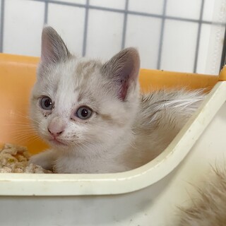 【綺麗なブルーの瞳】パステル三毛１ヶ月