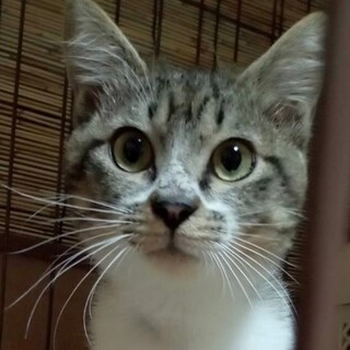 5/29荒川区譲渡会　スドウちゃん　６ヶ月