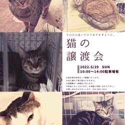 保護ねこ☆小さな譲渡会