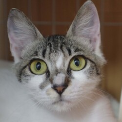 保護ねこ☆小さな譲渡会 サムネイル2