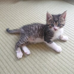 保護ねこ☆小さな譲渡会 サムネイル3