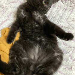 猫の譲渡会　in　名古屋市昭和生涯学習センター サムネイル2