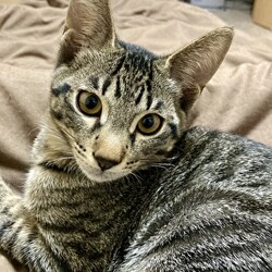 猫の譲渡会　in　名古屋市昭和生涯学習センター サムネイル3