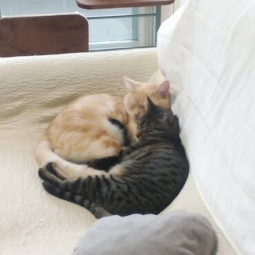 なかよし