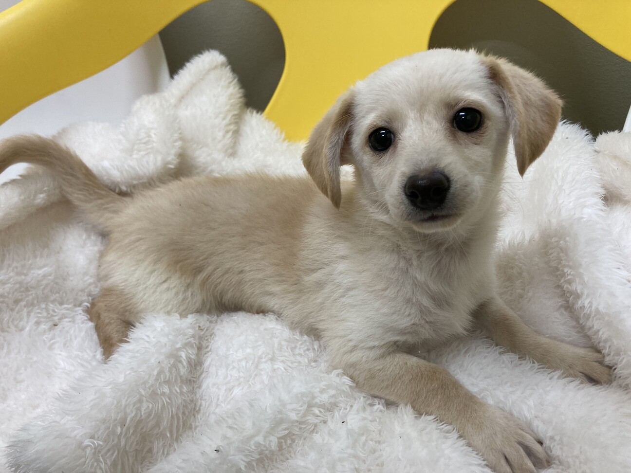 クリーム色のチワックスの 東京都 犬の里親募集 ペットのおうち 月間利用者150万人