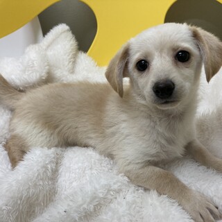 クリーム色のチワックスの 東京都 犬の里親募集 ペットのおうち 月間利用者150万人