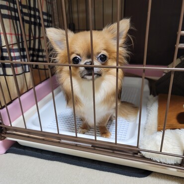 おすわりのクゥ