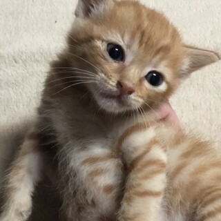 【茶トラちゃん】かわいい柄です(=^x^=)