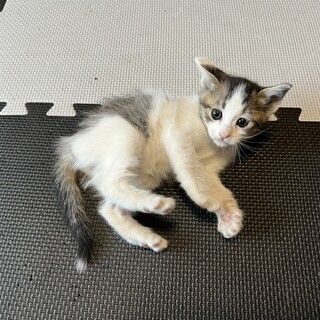 耳の大きいハチワレ子猫