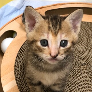 【6/26譲渡会参加予定】4/24生♡雪見ちゃん