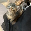 【3匹兄弟】かわいい末っ子の男の子